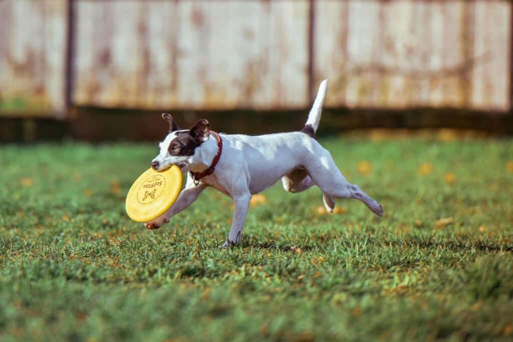 Psy Rasowe: Labrador Retriever bawiący się frisbee w parku.