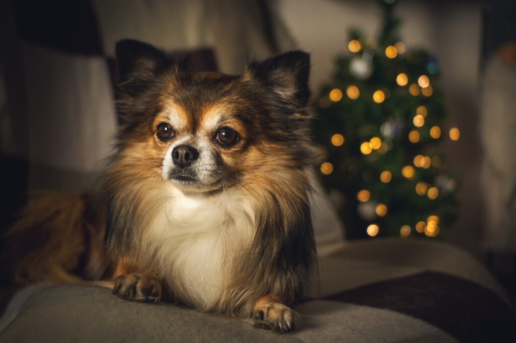Chihuahua w ubranku, siedzący na kanapie.