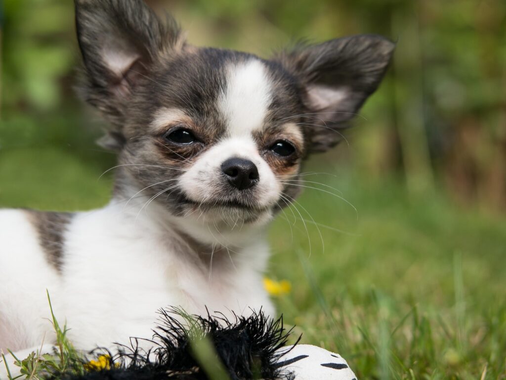 Chihuahua w objęciach właściciela.