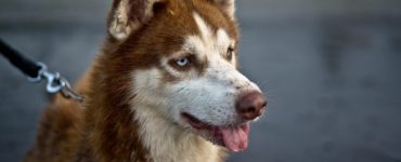 rudy husky ciekawsko patrzy