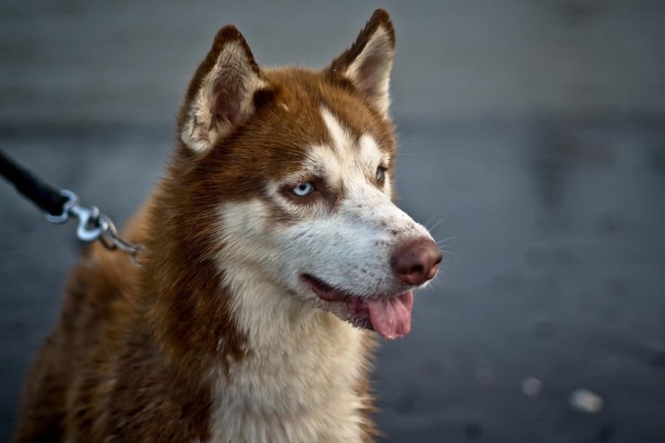 rudy husky ciekawsko patrzy