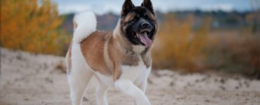 Akita amerykańska biegnie