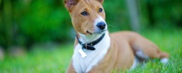 basenji lezy na trawie