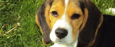 Szczeniak beagle leży patrząc z zainteresowaniem