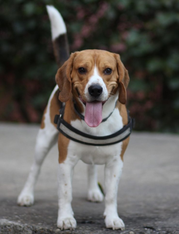 Mały beagle stoi i patrzy z zainteresowaniem