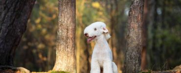 bedlington terrier siedzi w lesie