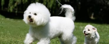 duży i miały bichon frise biegają na trawie