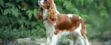 dostojny king charles spaniel patrzy w niebo