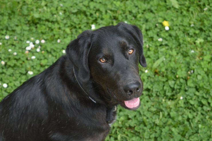 labrador siedzi i patrzy z zaciekawieniem