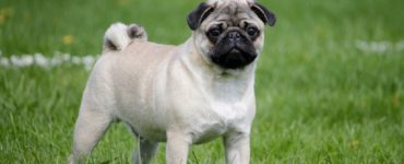 mops
