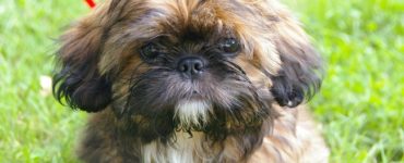 shih tzu leży i patrzy się z zainteresowaniem
